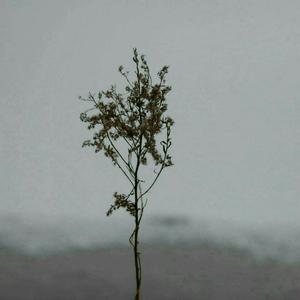 国产三级成年视频网站
